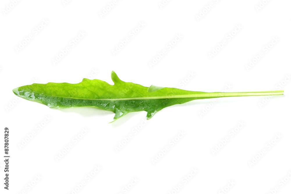 Green arugula leaf isolated on white Green arugula leaf isolated on white
