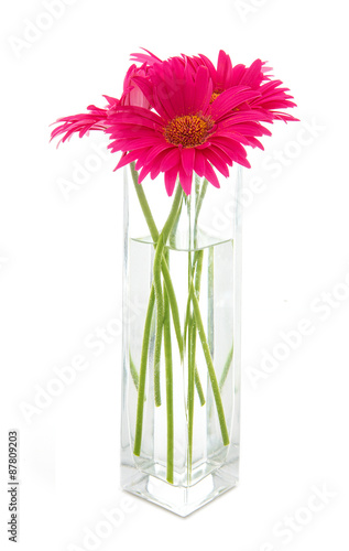 Pink Gerbers in a clear glass vase on a white background.