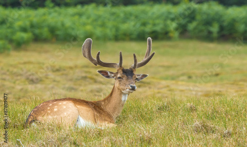 A buck resting in a meadow