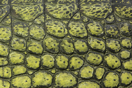 Crocodile skin background