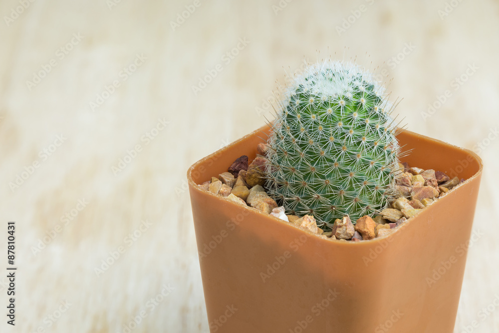 Cactus on wooden background Cactus on wooden background