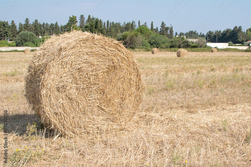 Balla di fieno nel campo