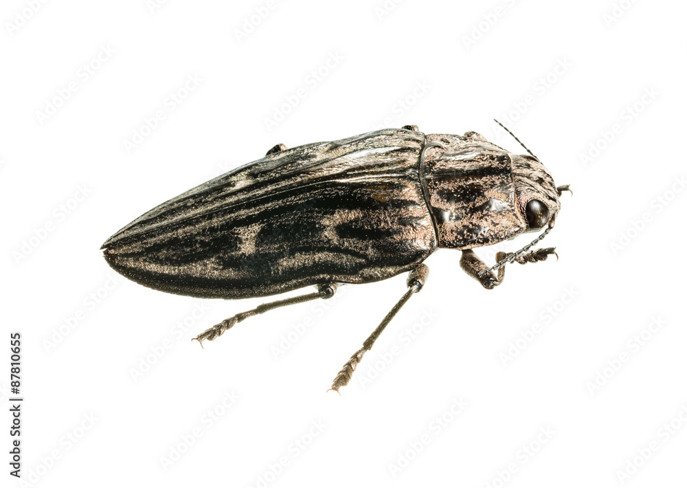 Obraz premium Big borer beetle