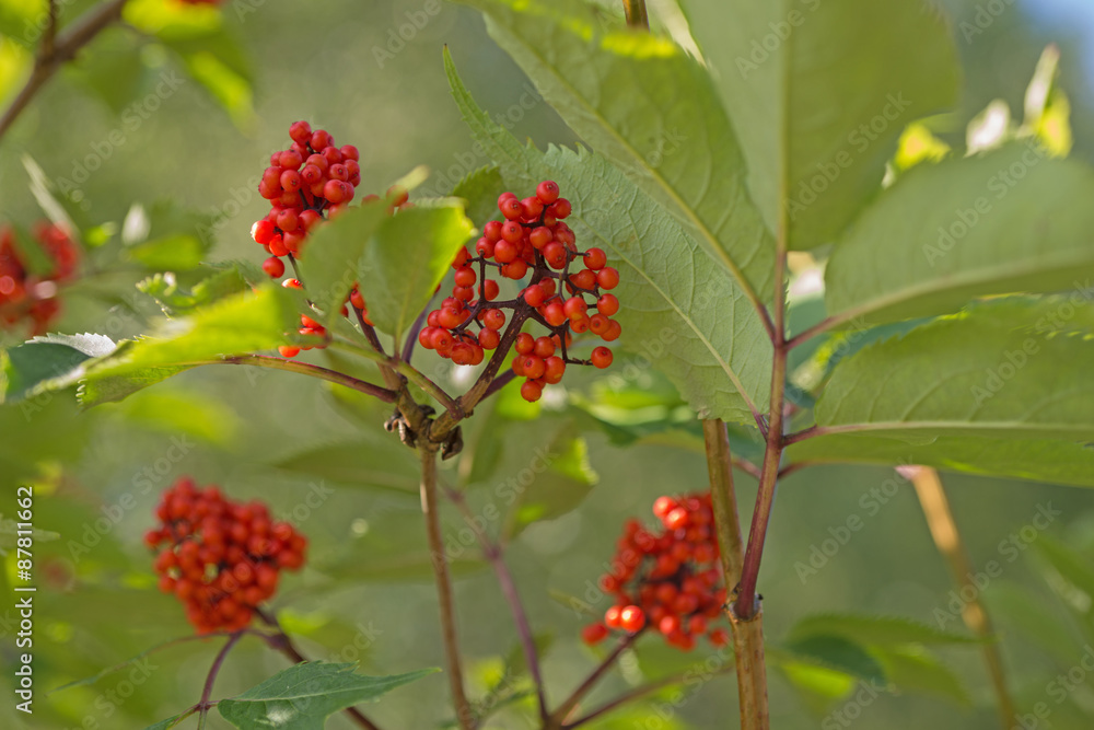 Vogelbeeren, Eberesche, Sorbus aucuparia Vogelbeeren, Eberesche, Sorbus aucuparia