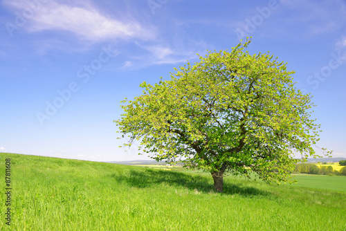 Summer landscape with tree on meadow
