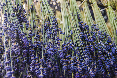 Fototapeta Naklejka Na Ścianę i Meble -  lavender drying process