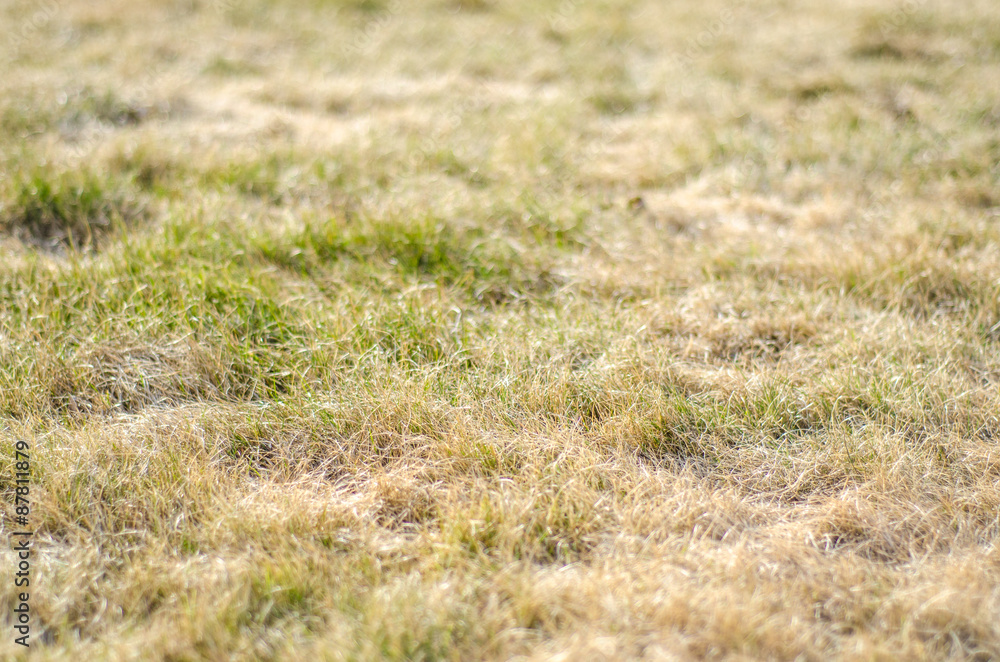 dried lawn after the winter or at summer dried lawn after the winter or at summer