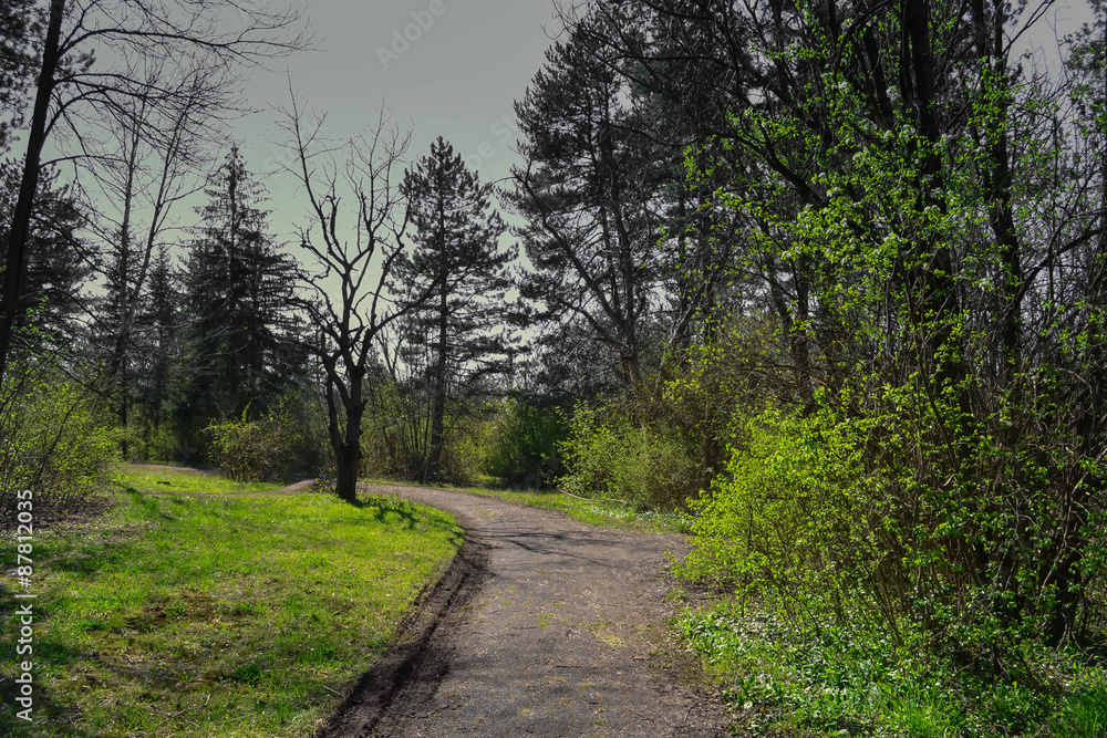 Alley into the woods Alley into the woods