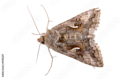 Brown moth on a white background