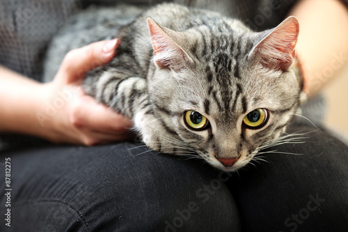 Woman holding cute cat close up photo