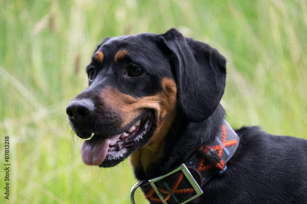 Rottweiler Coca Spaniel Kopf in Linkslage