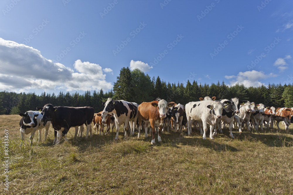 Obraz premium Kühe