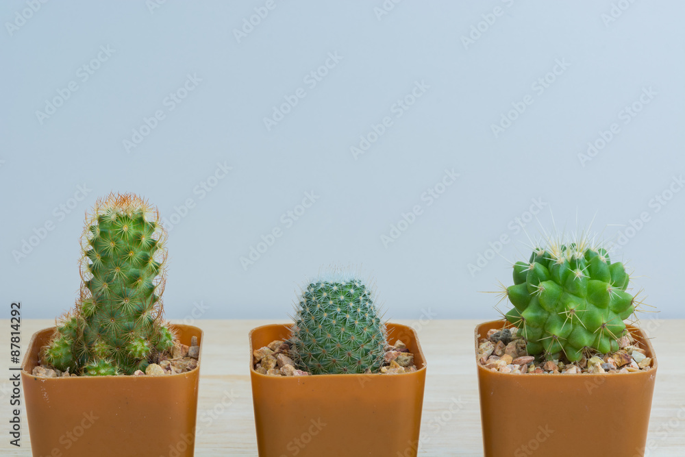 Three potted cactus Three potted cactus