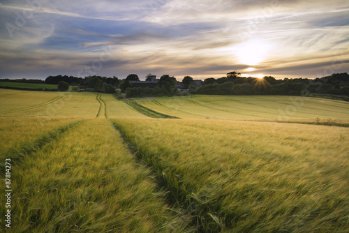 Fototapeta Naklejka Na Ścianę i Meble -  Beautiful Summer vibrant sunset landscape over agricultural crop