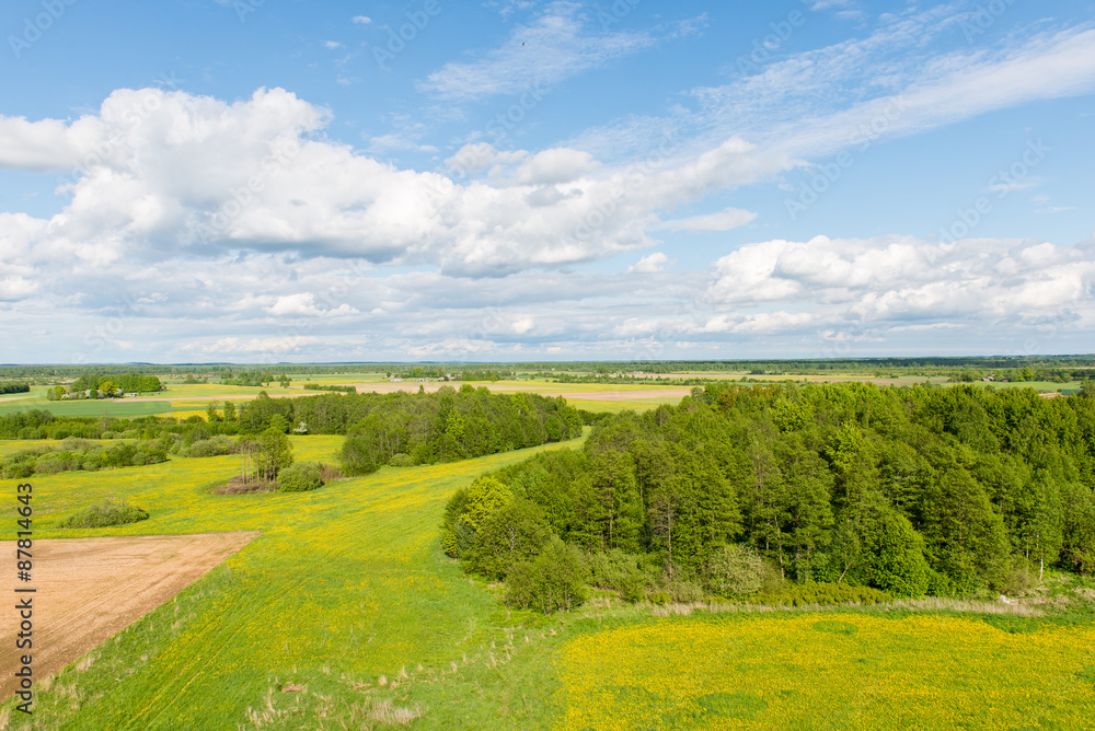 Obraz premium beautiful green fields under blue sky in summer