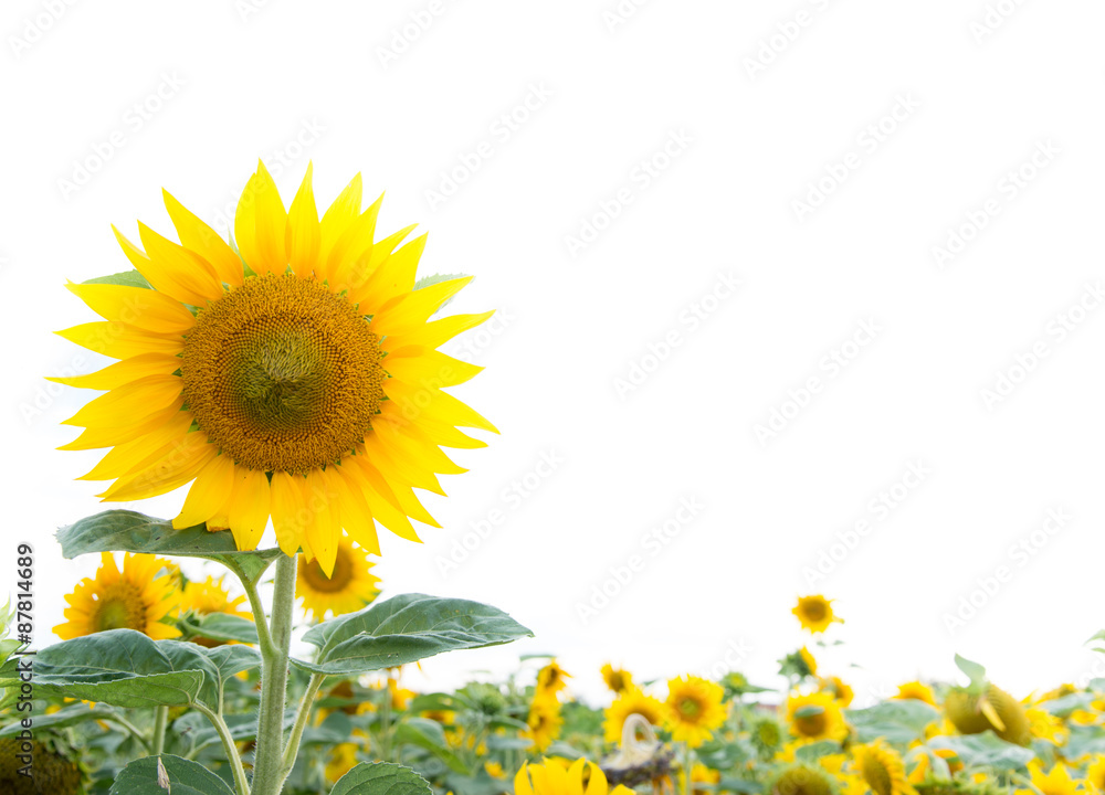 Obraz premium Sonnenblumen Hintergrund