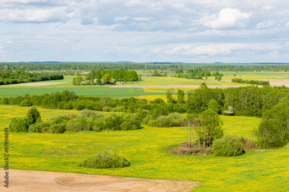 Obraz premium beautiful green fields under blue sky in summer