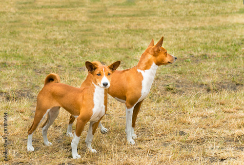 Basenji two. Basenji is on the grass in the park.