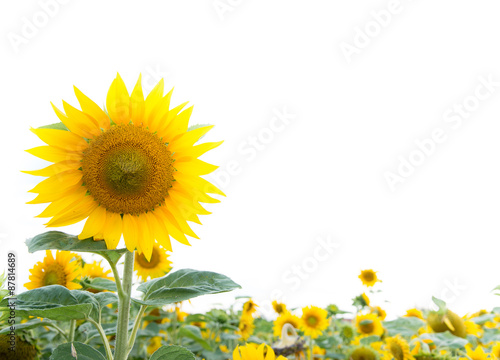 Fototapeta Naklejka Na Ścianę i Meble -  Sonnenblumen Hintergrund