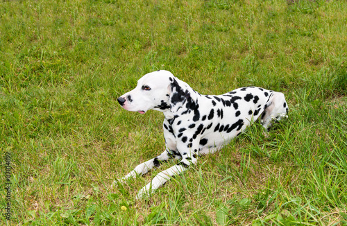 Dalmatian lies.  The Dalmatian is on the green grass. 