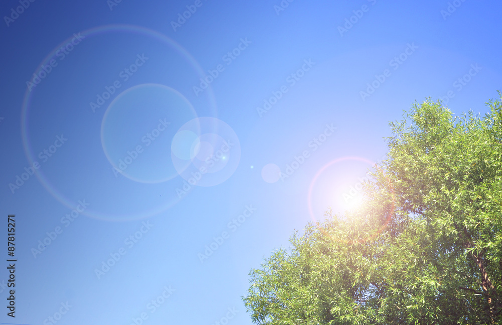 Summer tree with sun light - background with space for text or other things