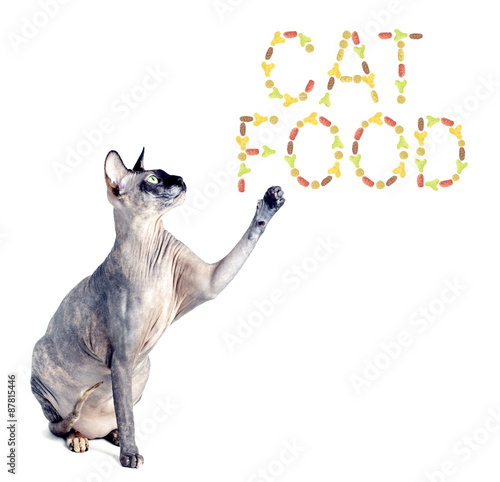 Sphynx cat and the inscription of the feed 'cat food'