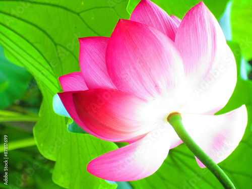 蓮華の花