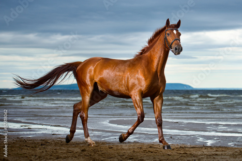 horse runs on the coast