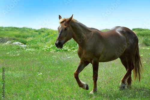 Fototapeta Naklejka Na Ścianę i Meble -  Beautiful brown horse grazing on meadow
