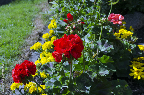 Fototapeta Naklejka Na Ścianę i Meble -  Geranium flower (pelargonium)