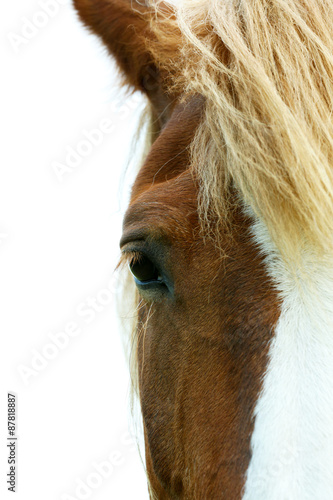 Portrait of beautiful brown horse over sky background