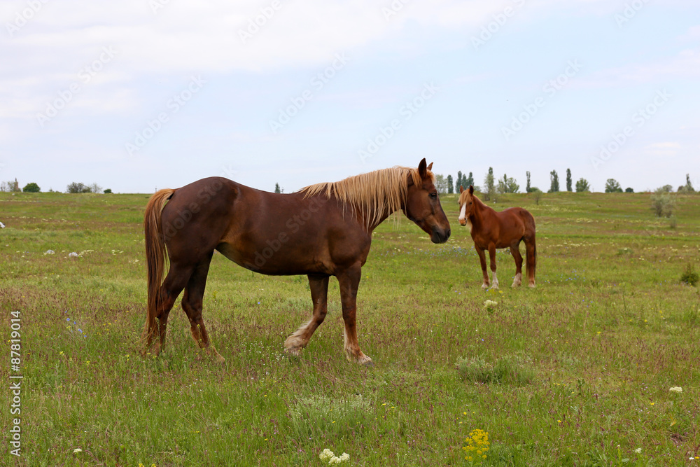 Two beautiful horses grazing on meadow