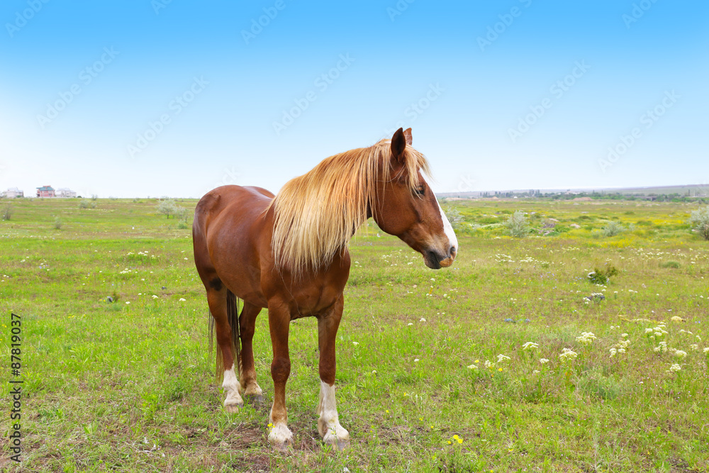 Beautiful brown horse grazing on meadow Beautiful brown horse grazing on meadow