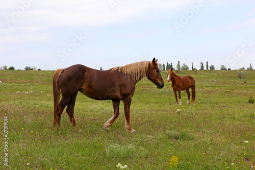 Two beautiful horses grazing on meadow © Africa Studio