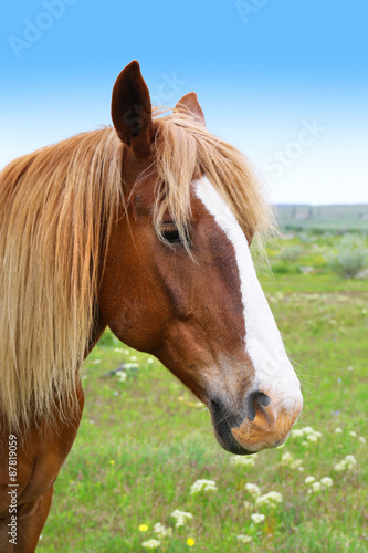 Beautiful brown horse grazing on meadow