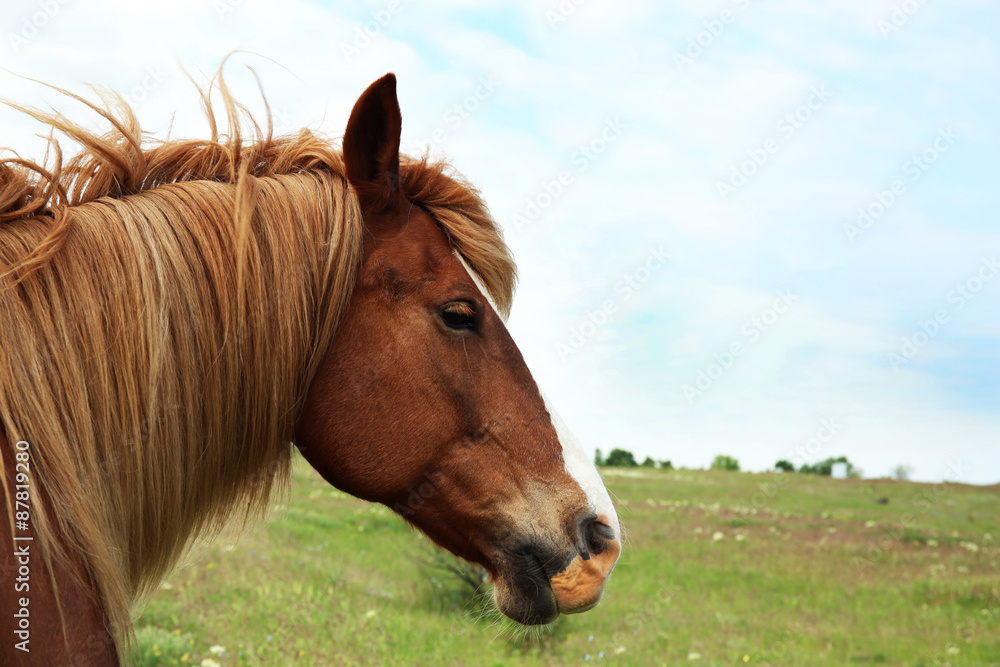 Fototapeta premium Beautiful brown horse grazing on meadow