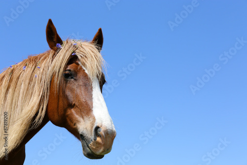 Portrait of beautiful brown horse, outdoors © Africa Studio
