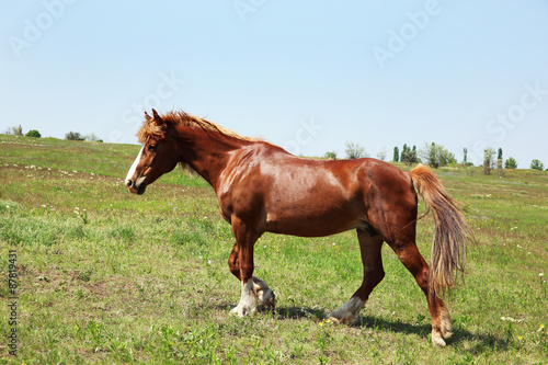 Beautiful brown horse grazing on meadow