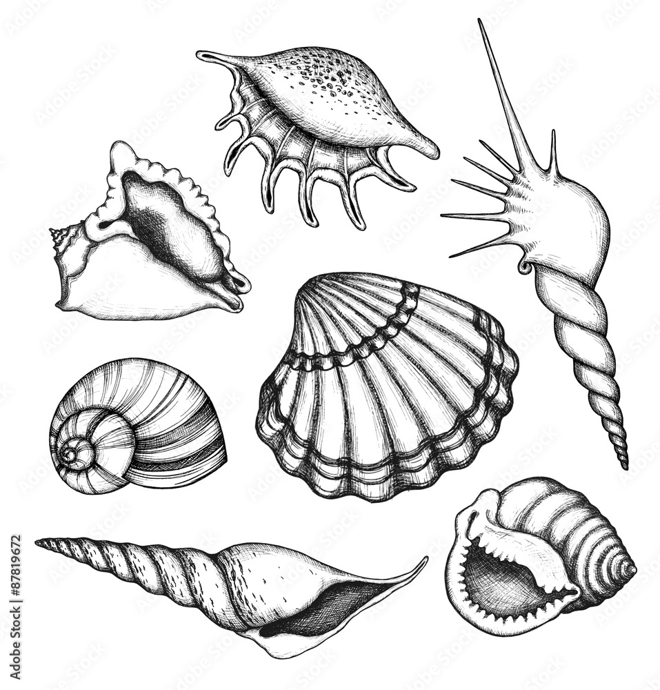 Sea shells set Sea shells set
