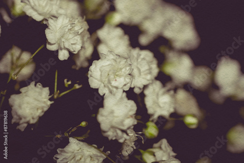 Gypsophila Flowers