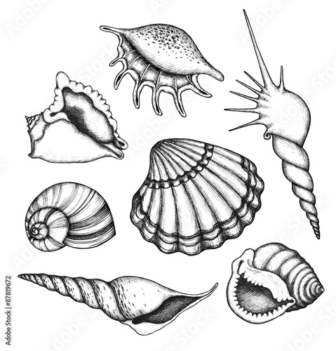 Sea shells set