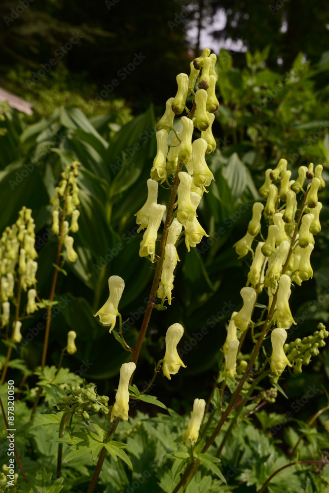 yellow monkshood, Wolfsbane, Aconitum vulparia yellow monkshood, Wolfsbane, Aconitum vulparia