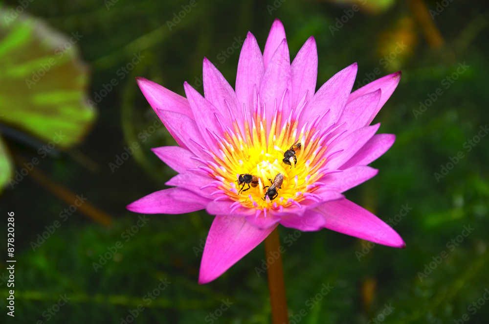 lotus,flowers,bee,bee flowers,nature,wall,water,background,garden,plant,color,petal,green,flora lotus,flowers,bee,bee flowers,nature,wall,water,background,garden,plant,color,petal,green,flora