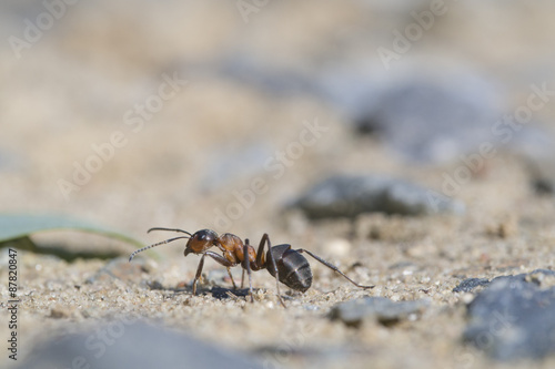 Red wood ant - Formica rufa
