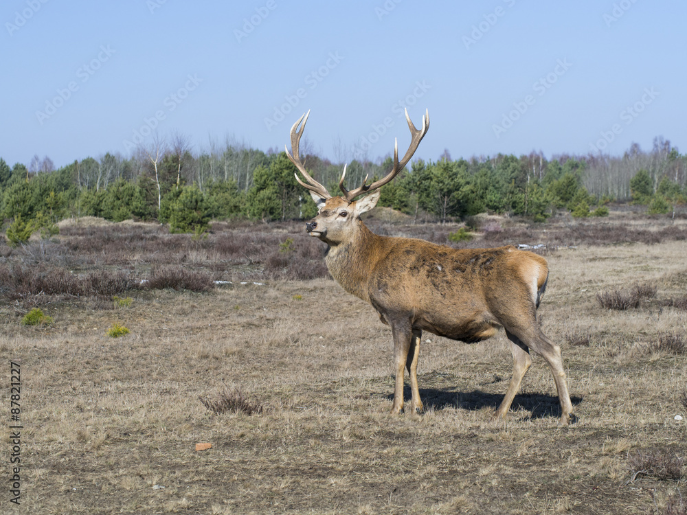 Red deer - Cervus elaphus Red deer - Cervus elaphus