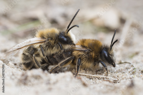 Mining bee - Andrena barbilabris