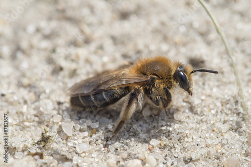 Mining bee - Andrena barbilabris © GabiWolf