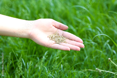 Wheat grain in female hand on green grass background © Africa Studio