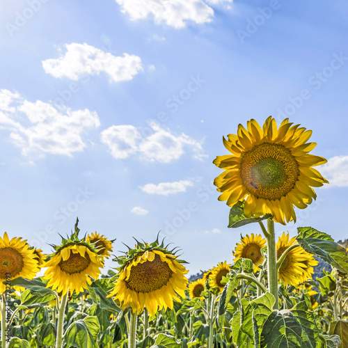 sunflower Field in the countryside