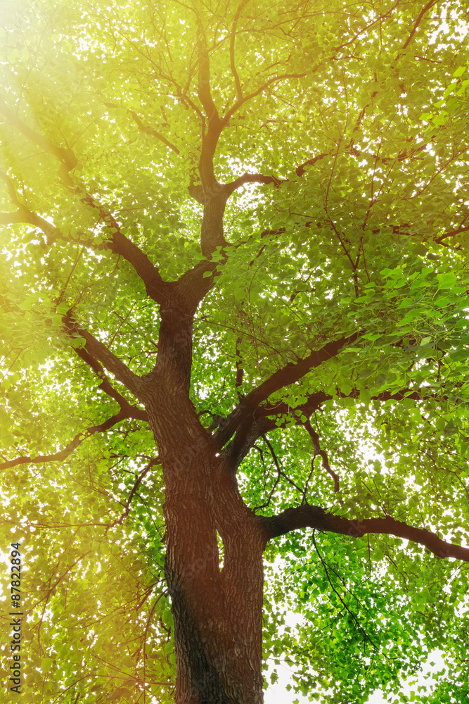 Fototapeta premium green nature forest sunlight backgrounds